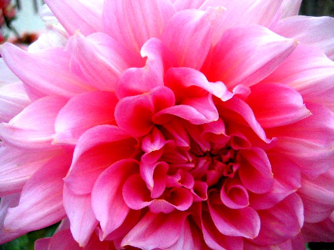 Pink Dahlia