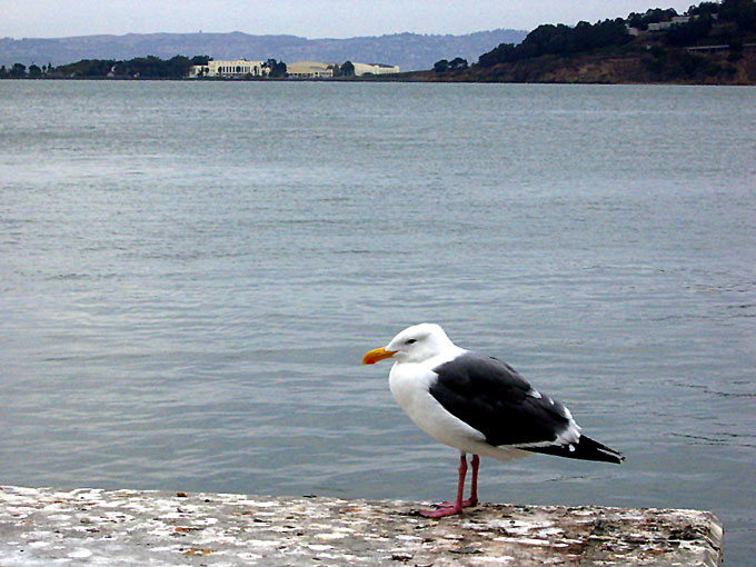 Seagull