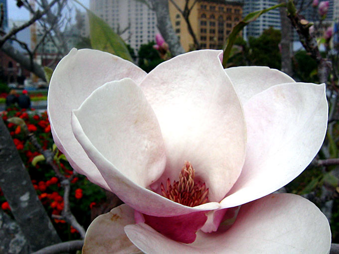 Magnolia