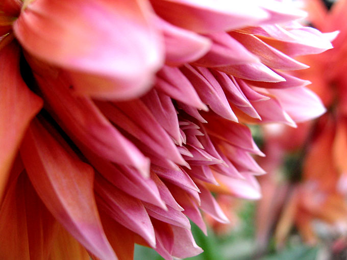 more dahlias